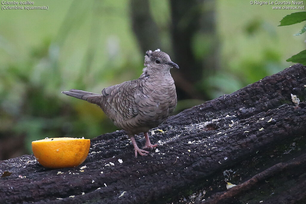 Colombe écaillée
