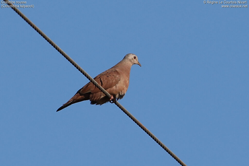 Ruddy Ground Dove
