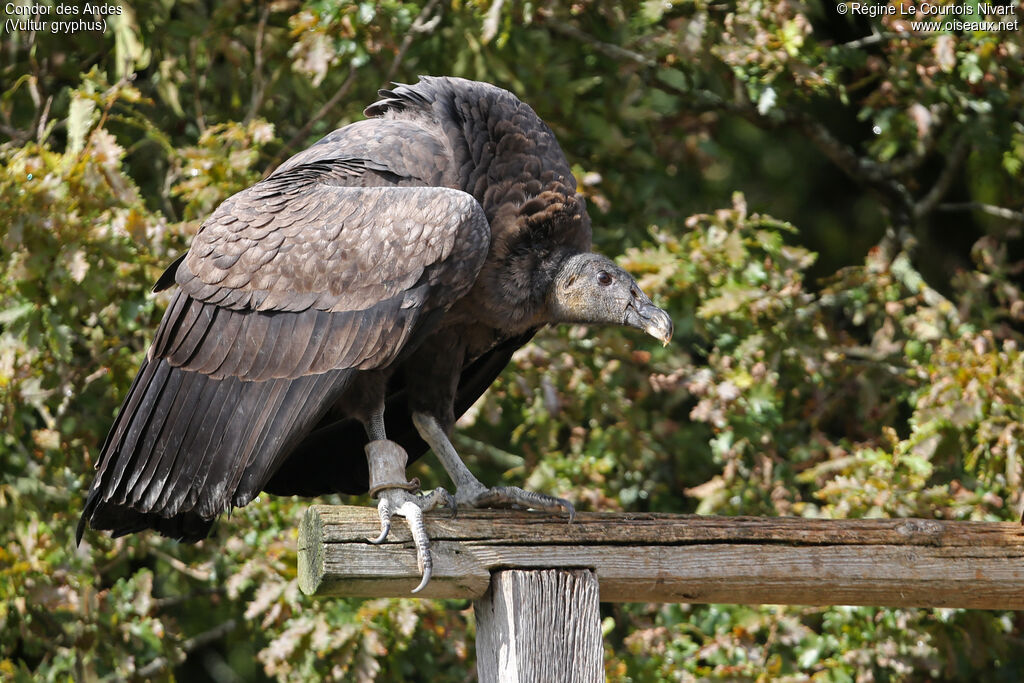 Andean Condorimmature