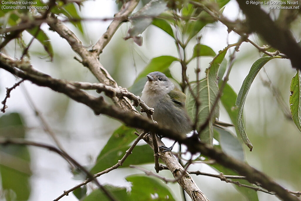 Conirostre cul-roux femelle