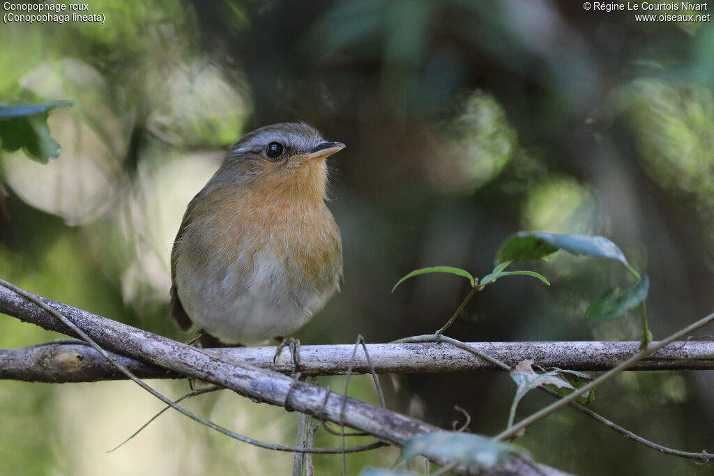 Rufous Gnateater
