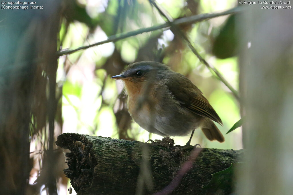 Rufous Gnateater
