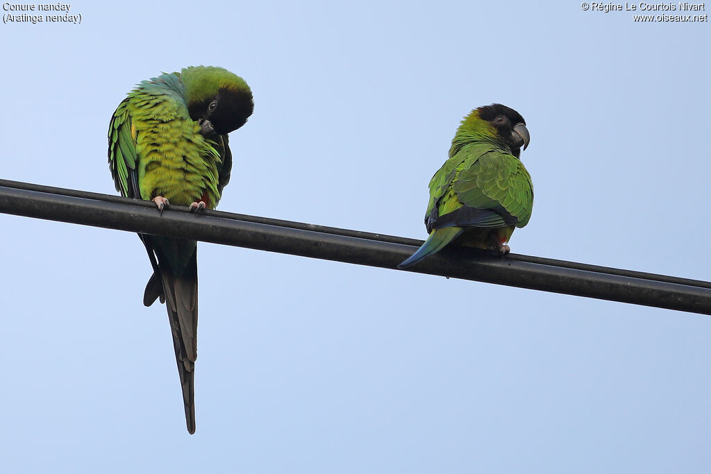 Nanday Parakeet