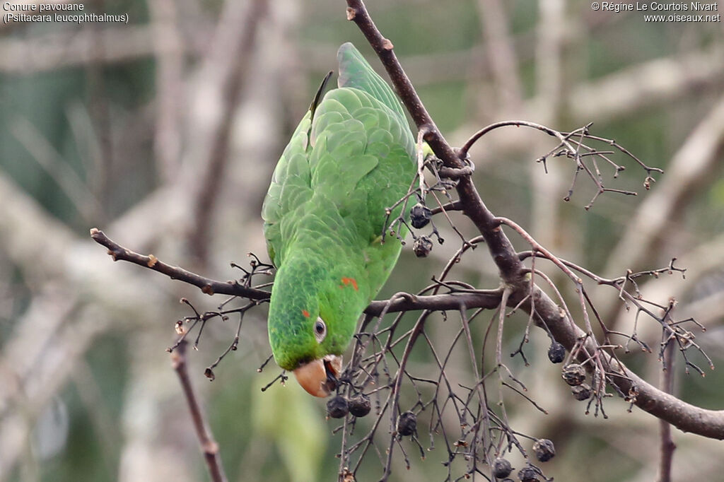 Conure pavouane