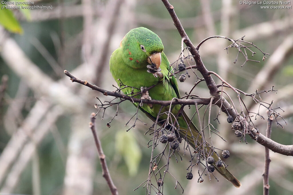 Conure pavouane