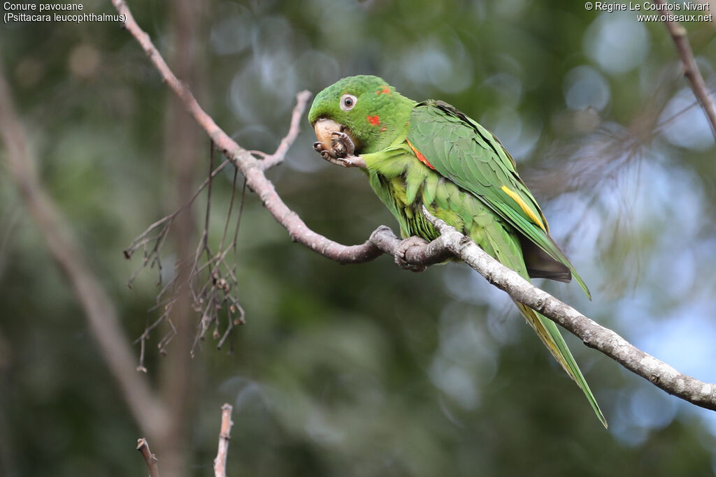 Conure pavouane