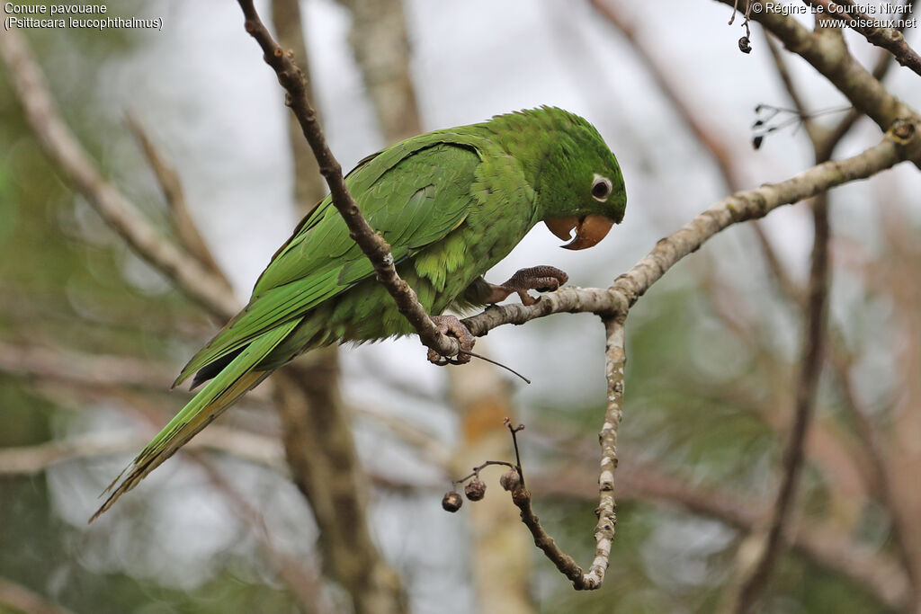 Conure pavouane