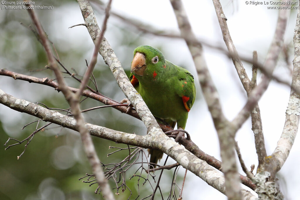 Conure pavouane