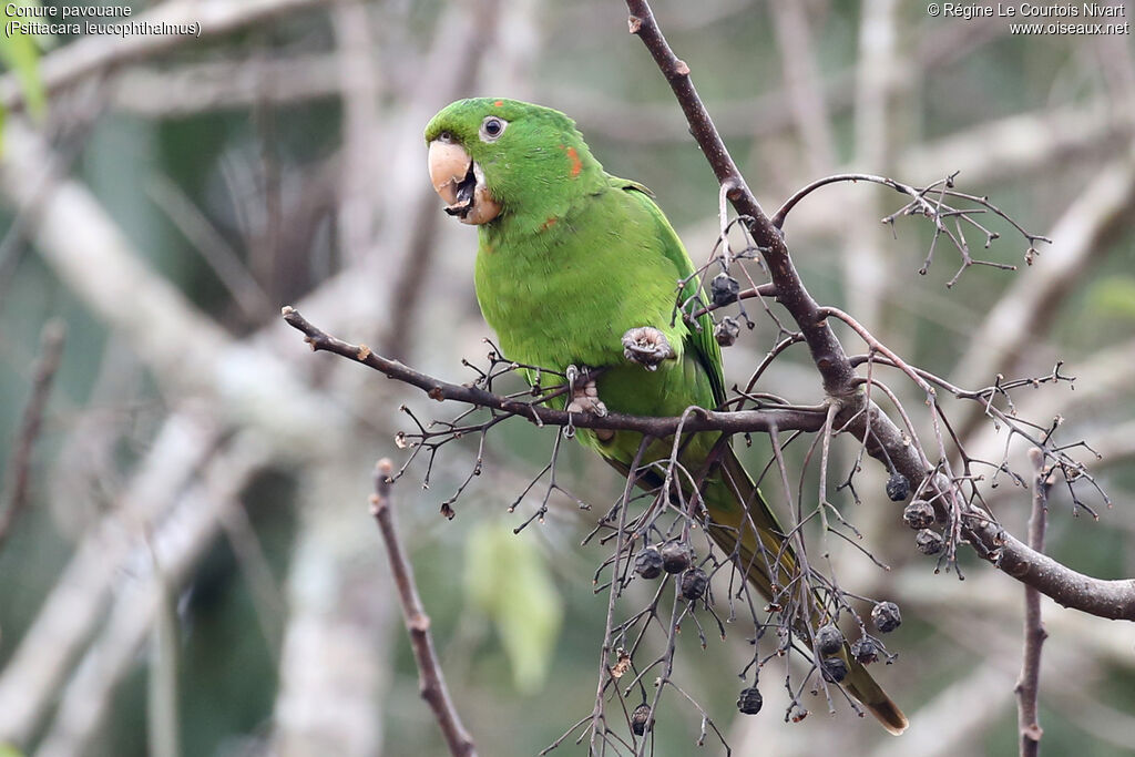 Conure pavouane