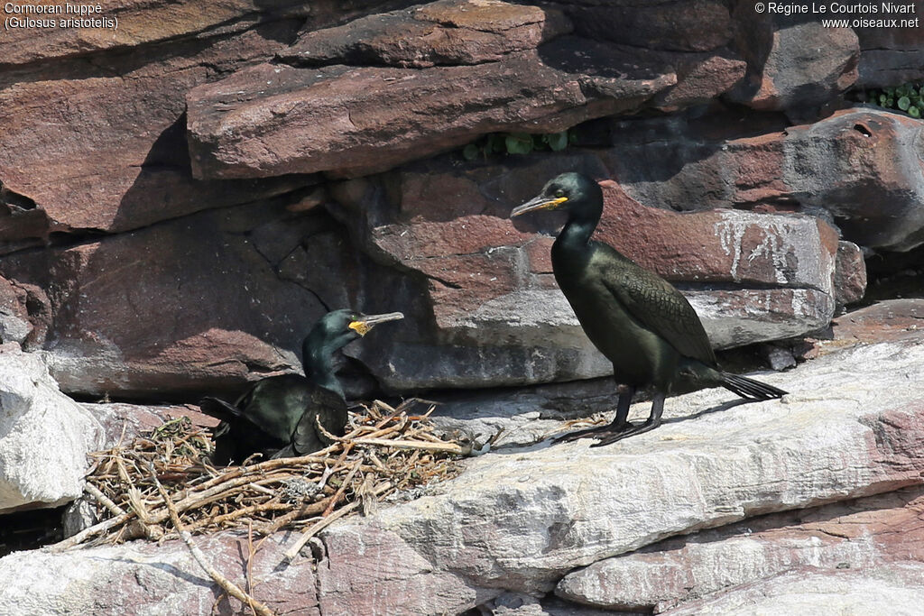 Cormoran huppéadulte, Nidification