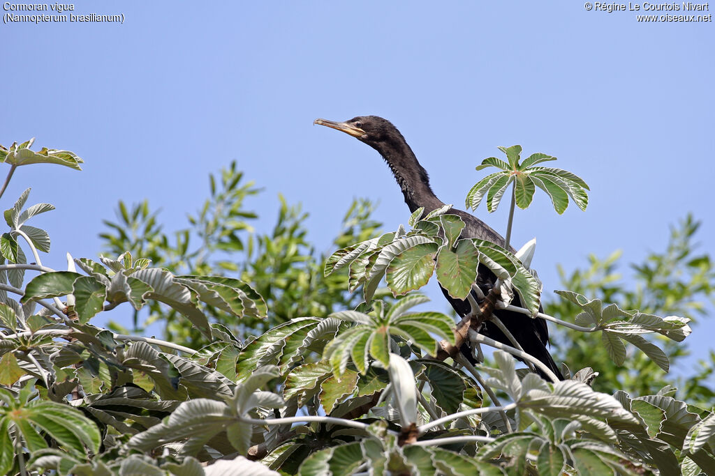 Neotropic Cormorant