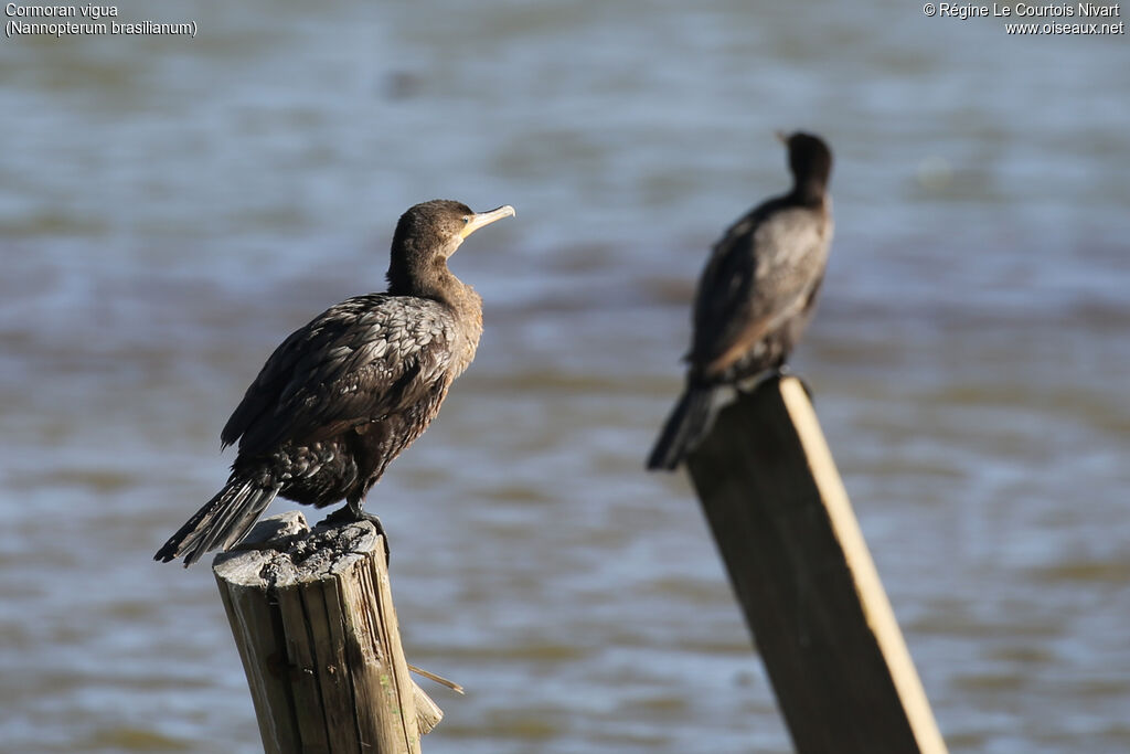 Cormoran vigua