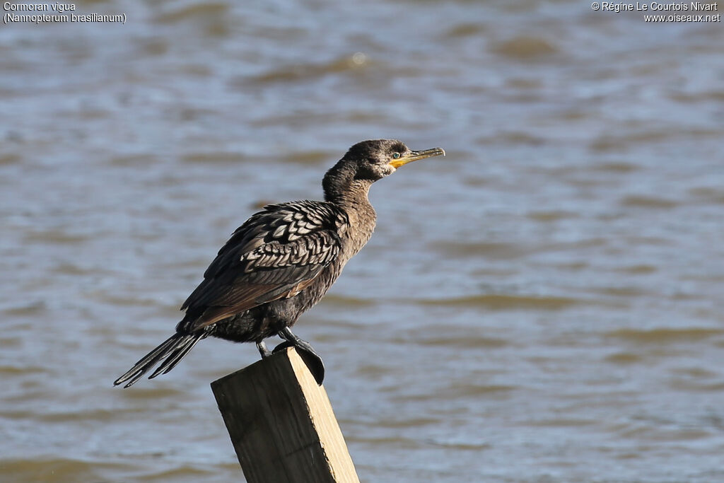 Cormoran vigua