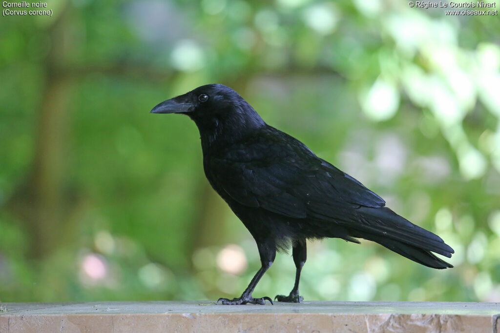 Corneille noire