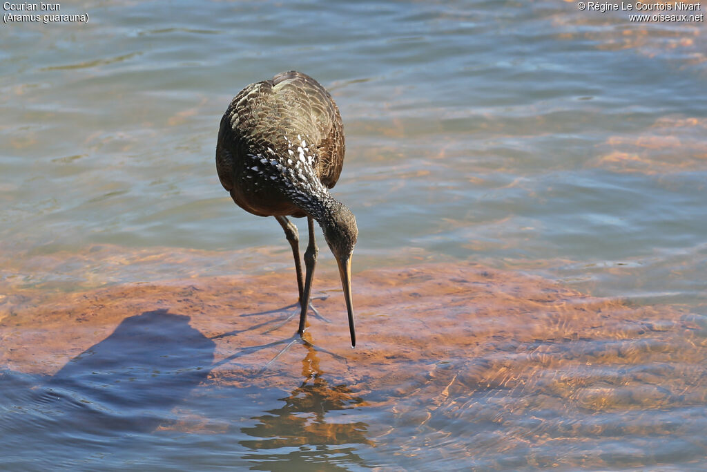 Courlan brun