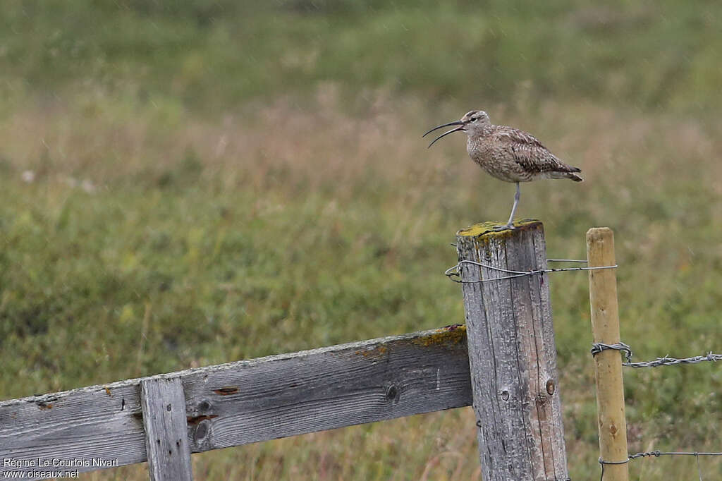 Eurasian Whimbreladult, habitat, song
