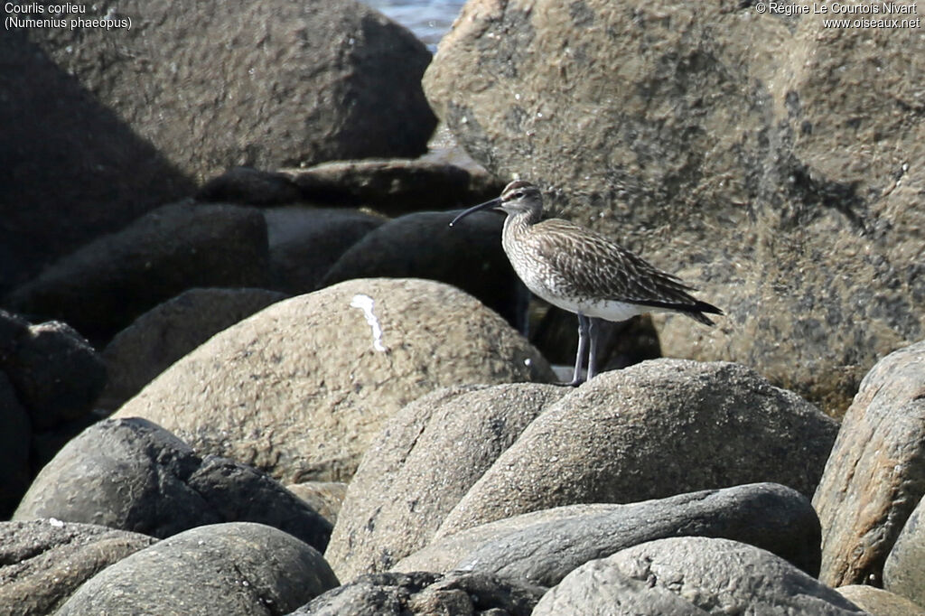 Eurasian Whimbrel