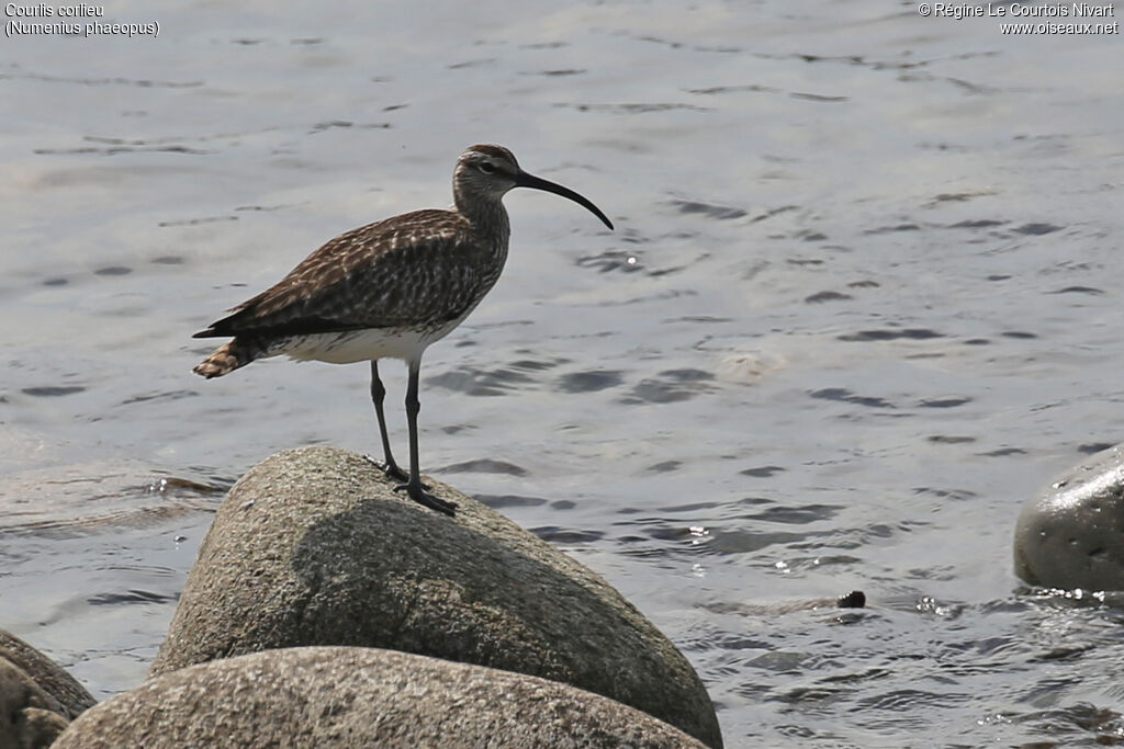 Eurasian Whimbrel