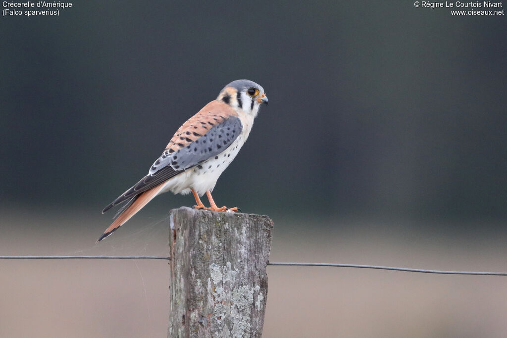 Crécerelle d'Amérique