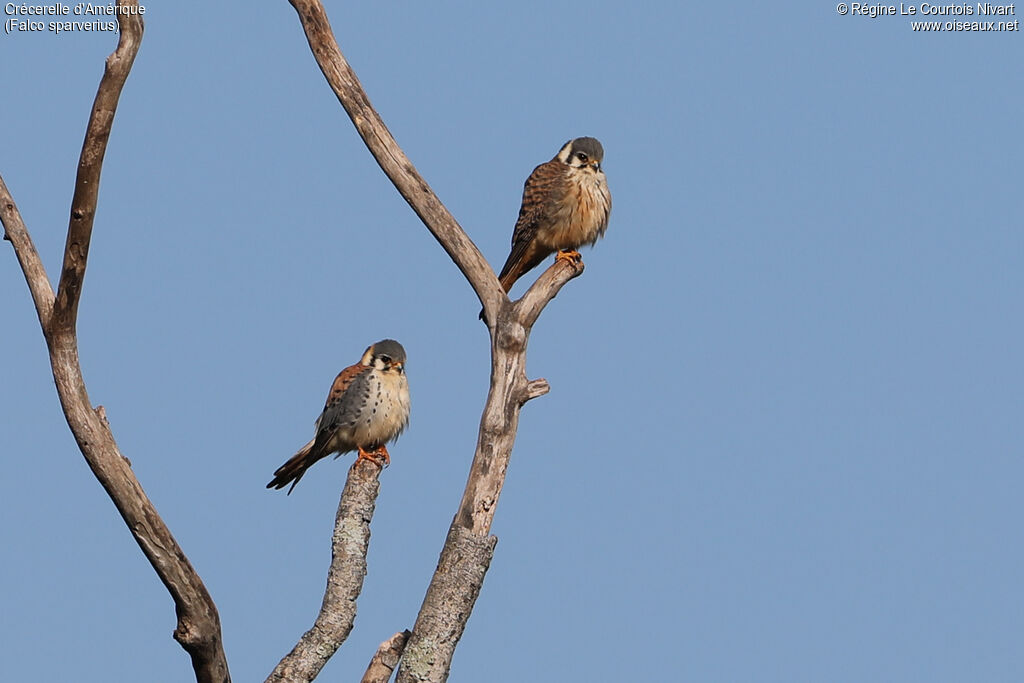 American Kestrel