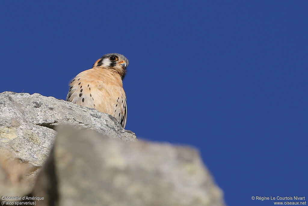 American Kestrel