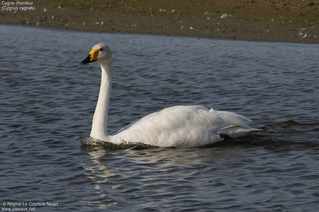 Cygne chanteuradulte