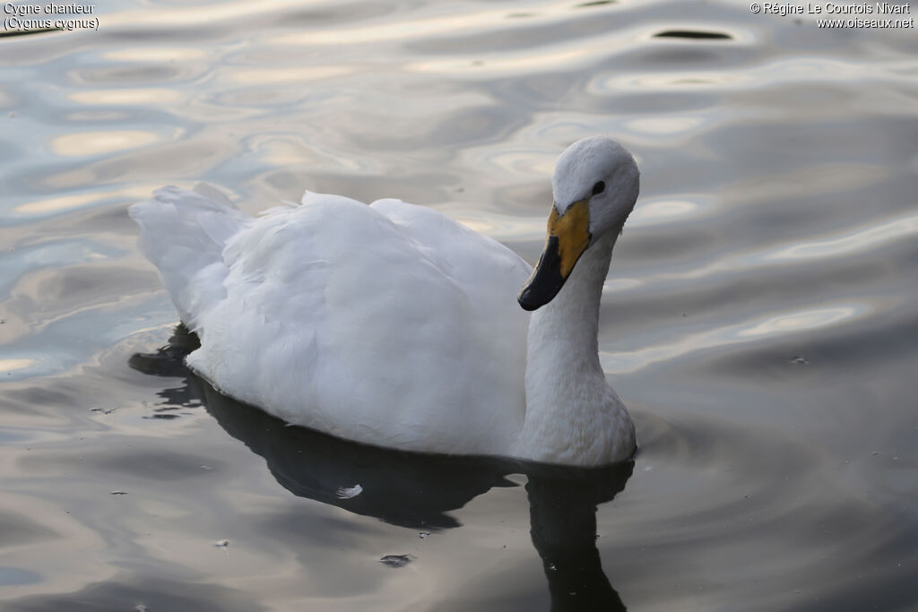 Cygne chanteur
