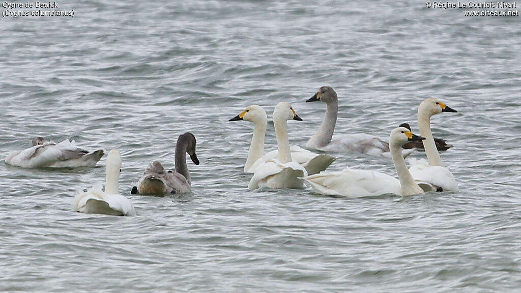 Cygne de Bewick