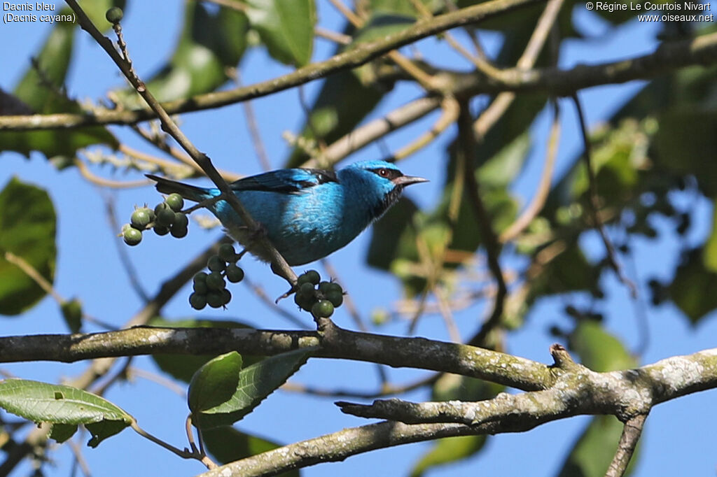 Blue Dacnis