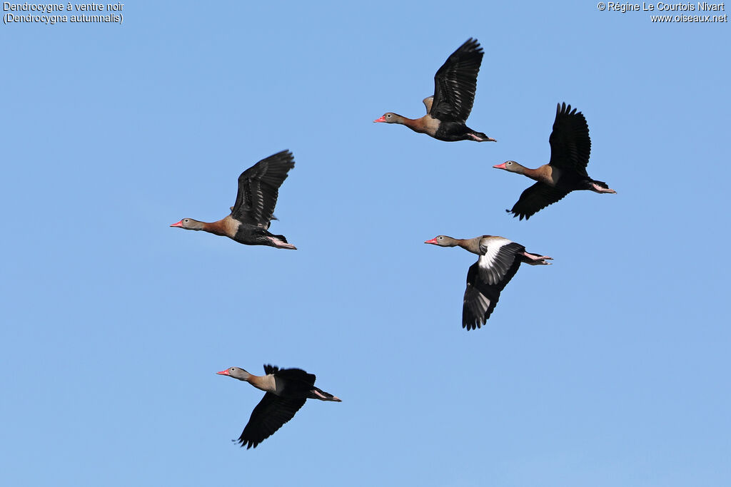 Dendrocygne à ventre noir, Vol