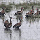 Dendrocygne à ventre noir
