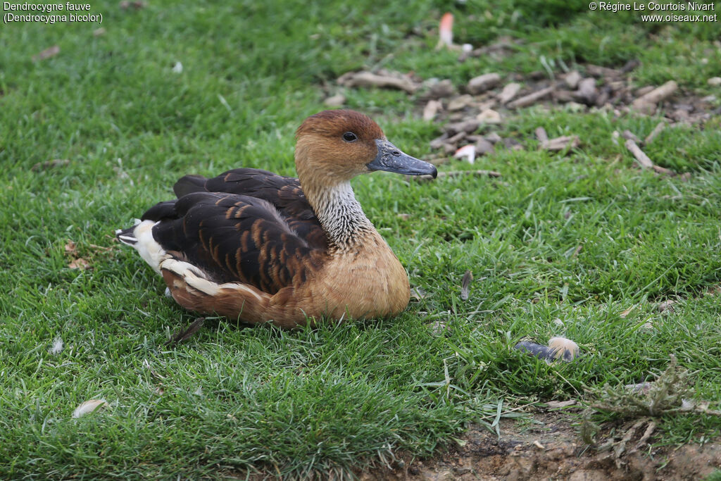 Dendrocygne fauve