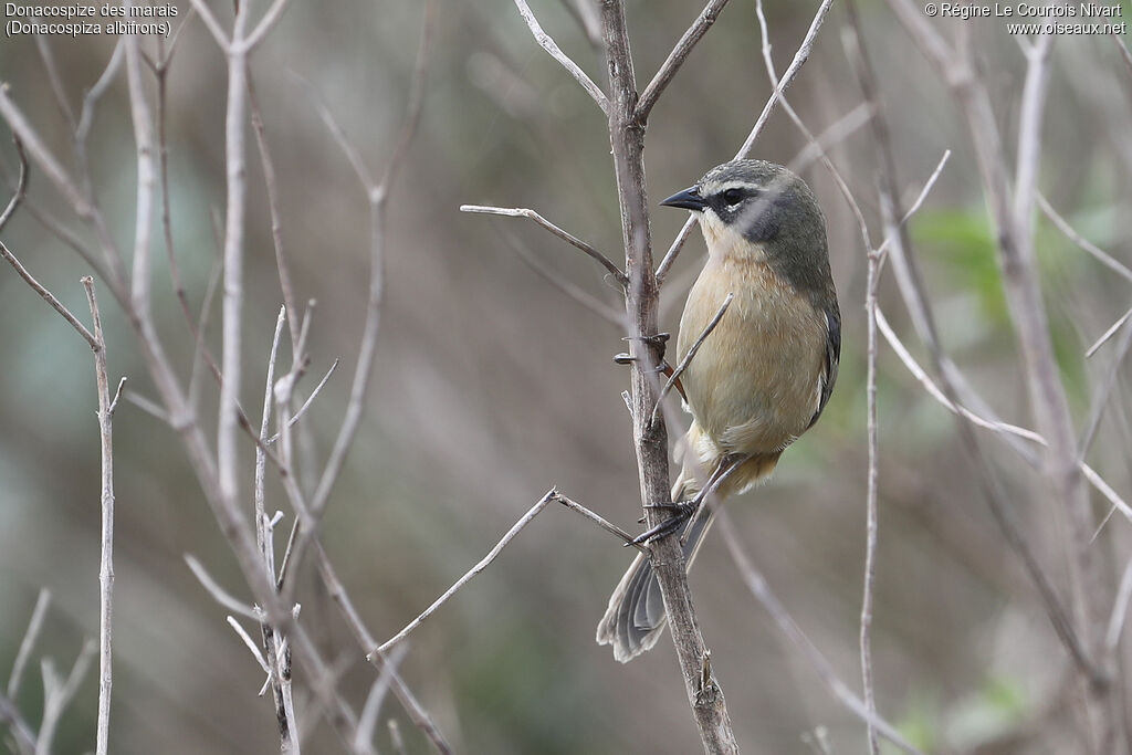 Long-tailed Reed Finch