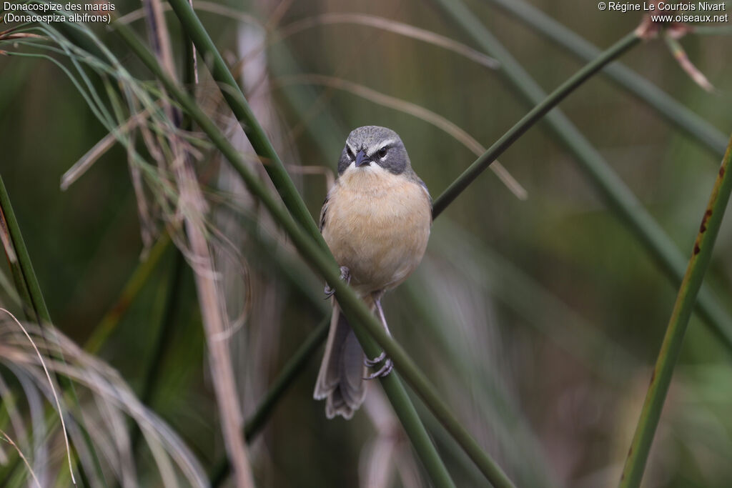 Donacospize des marais