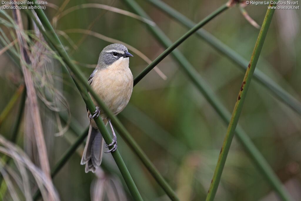 Donacospize des marais