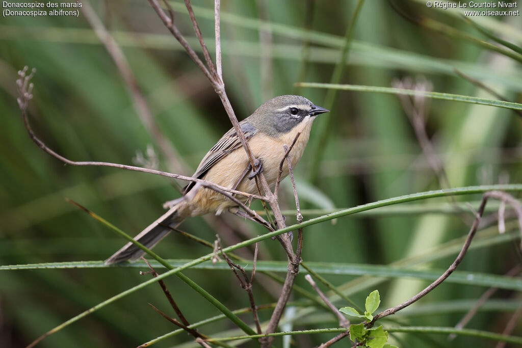 Donacospize des marais
