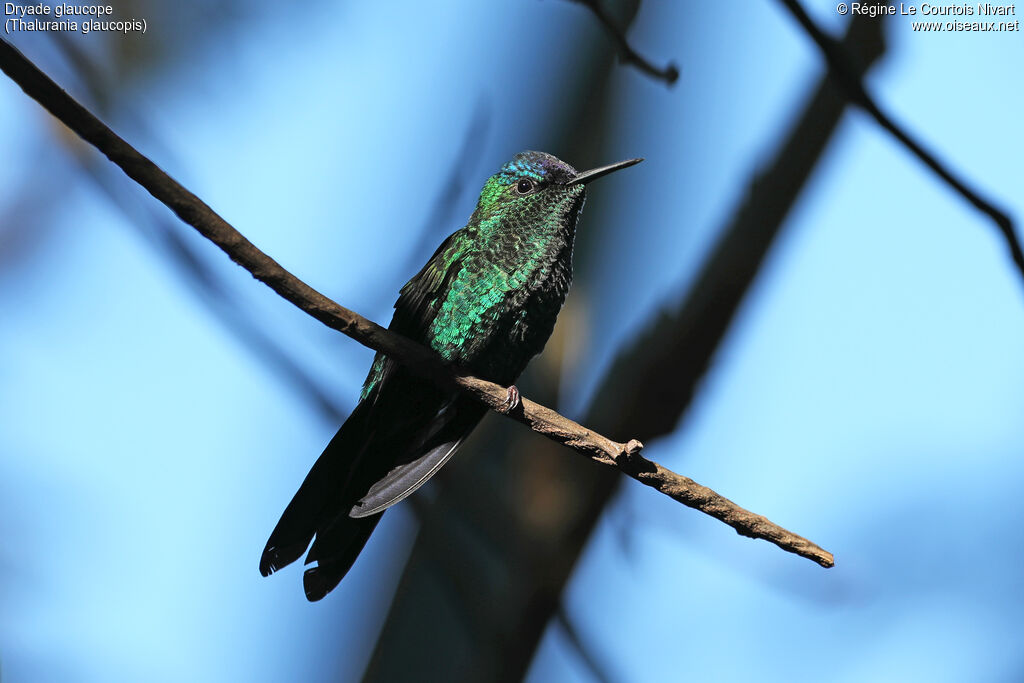 Dryade glaucope