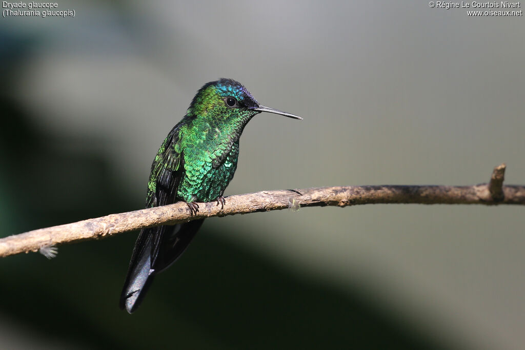 Dryade glaucope