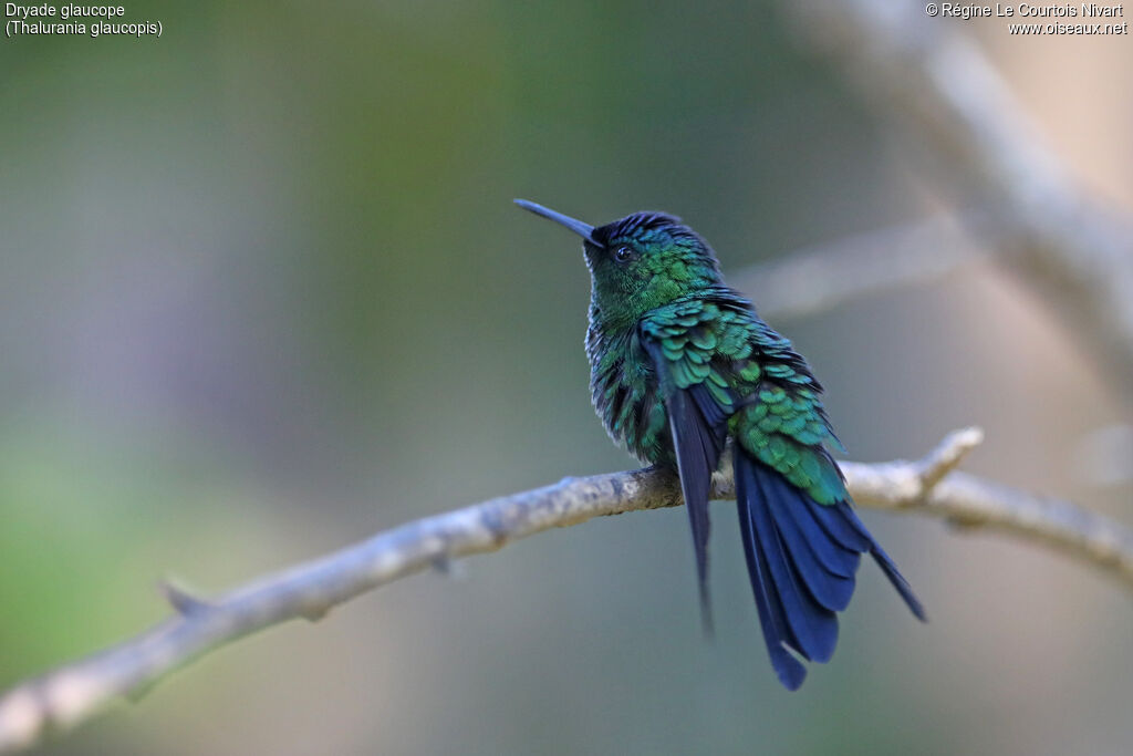Violet-capped Woodnymph