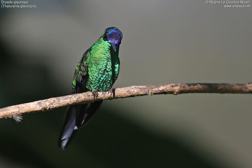 Violet-capped Woodnymph
