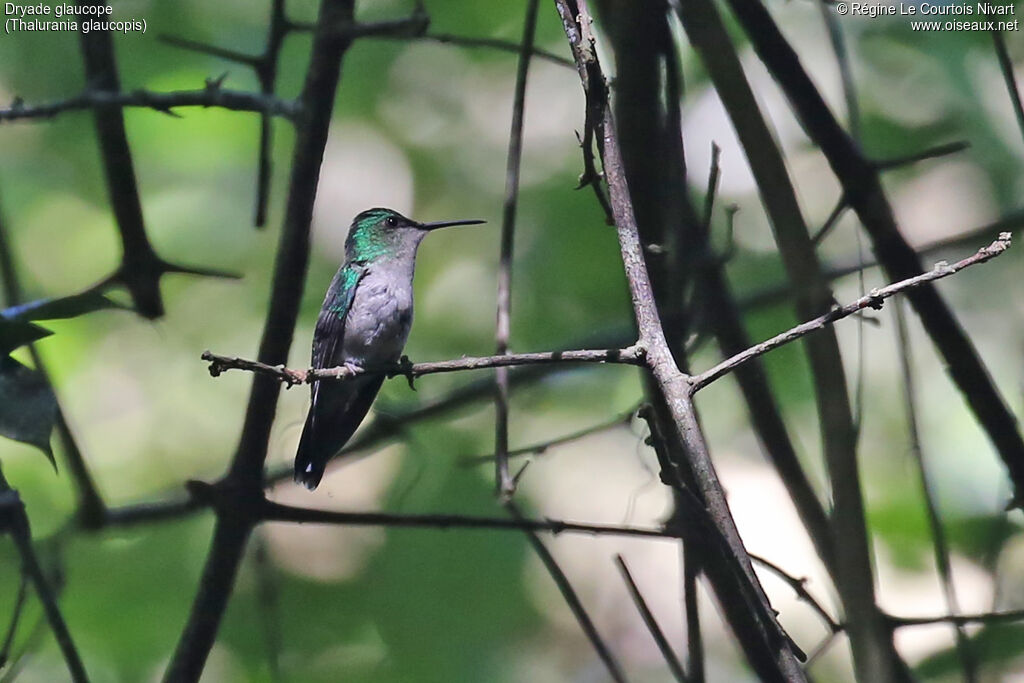 Violet-capped Woodnymph