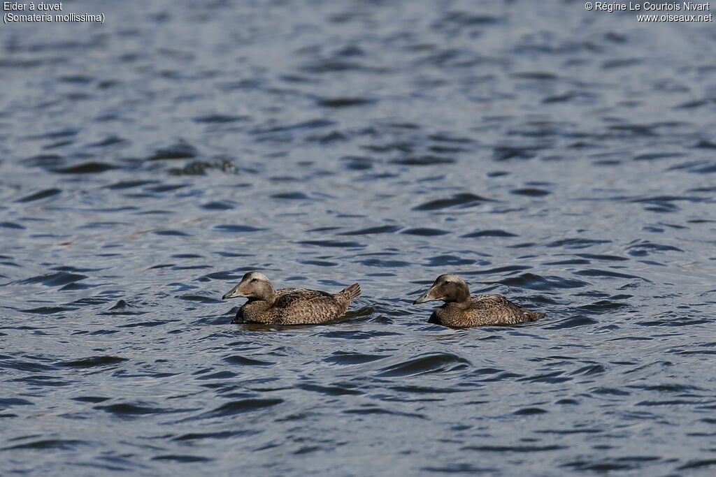Common Eider