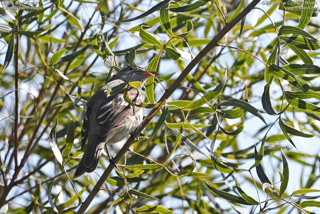 Small-billed Elaenia