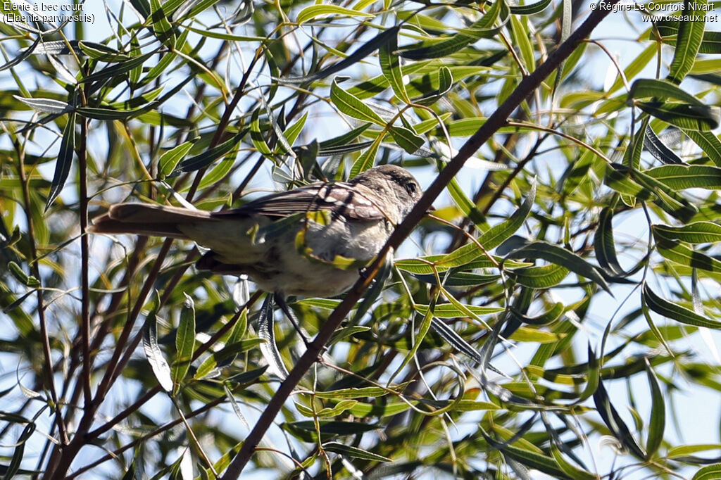 Small-billed Elaenia