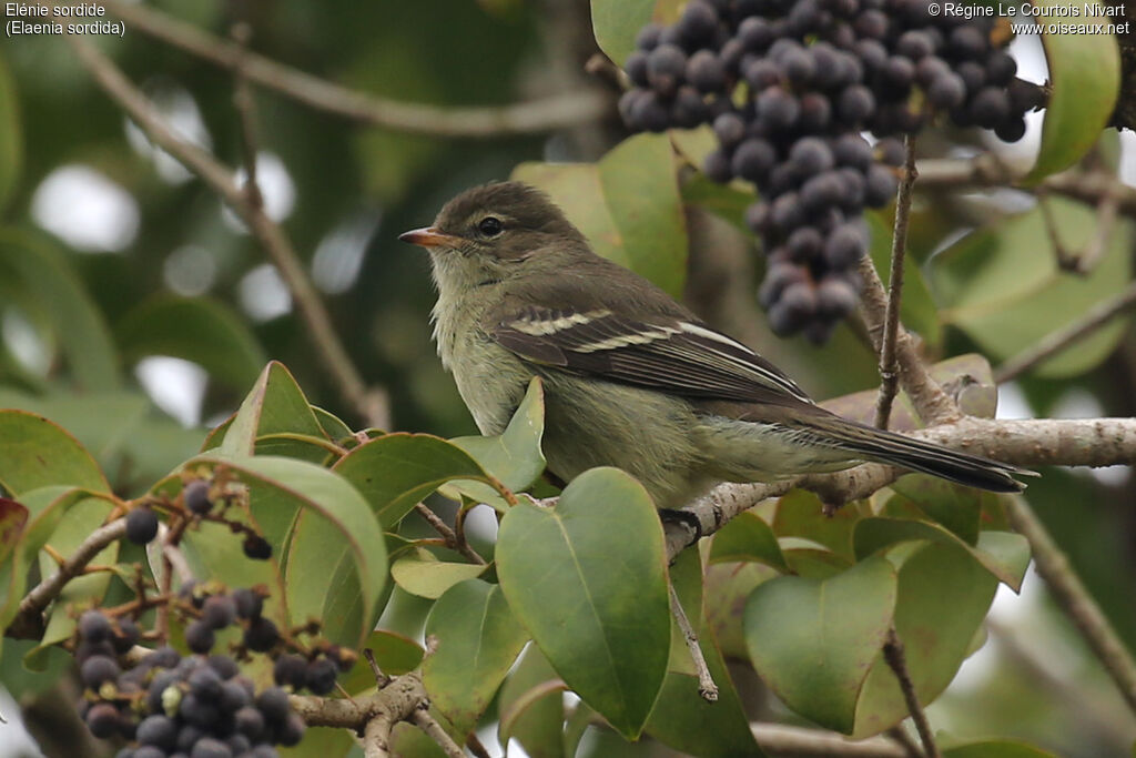 Elénie sordide - Élénie de Zimmer<br />