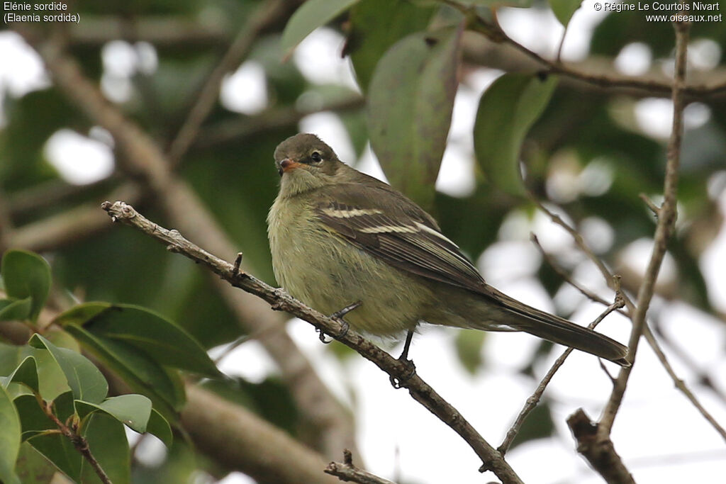 Elénie sordide - Élénie de Zimmer<br />