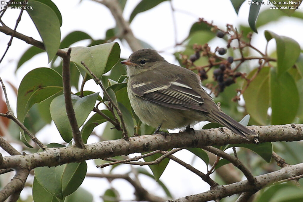 Elénie sordide - Élénie de Zimmer<br />