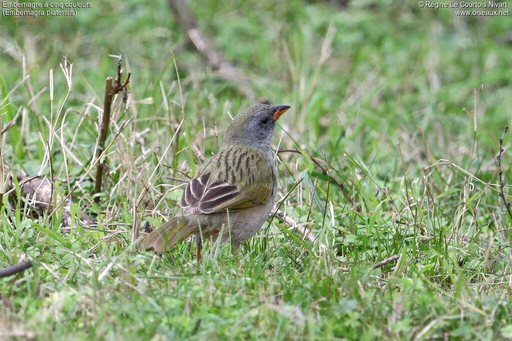 Pampa Finch