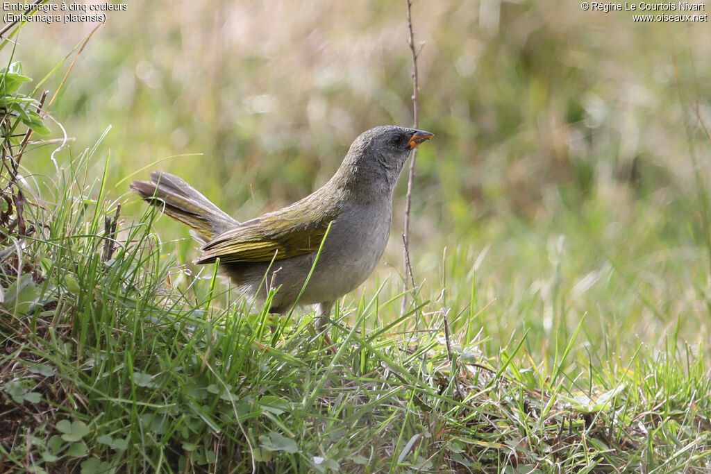 Pampa Finch