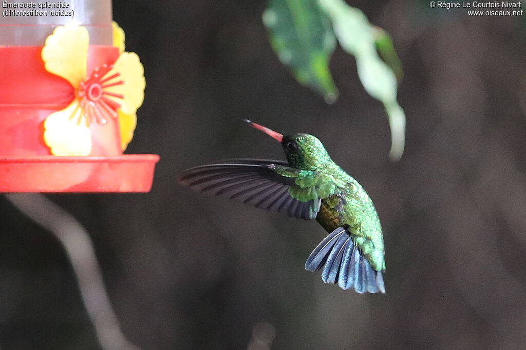 Émeraude splendide, Vol
